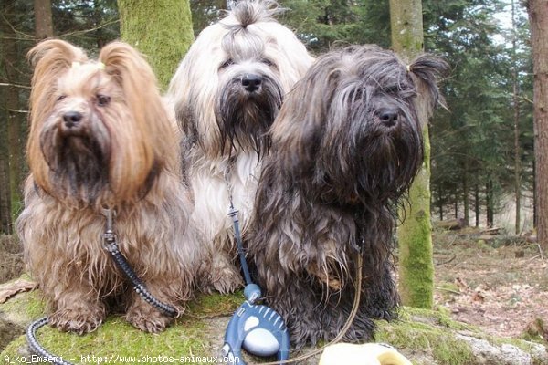 Photo de Lhassa apso