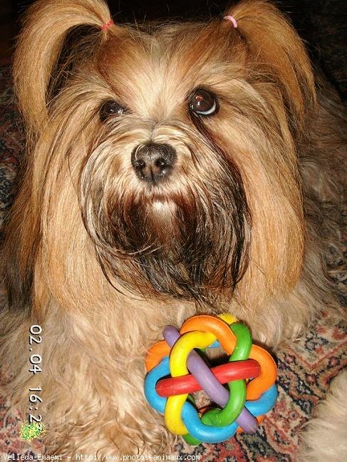 Photo de Lhassa apso