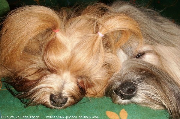 Photo de Lhassa apso