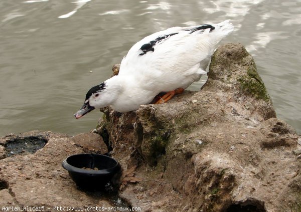 Photo de Canard