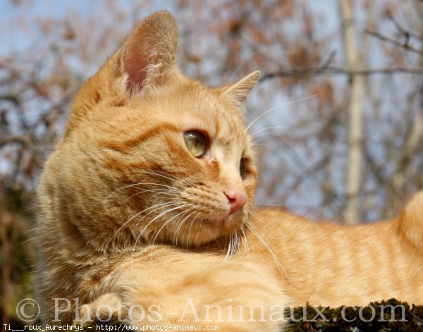 Photo de Chat domestique