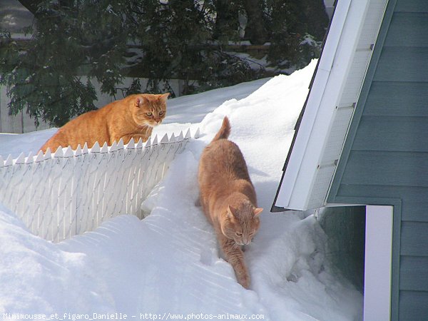 Photo de Chat domestique