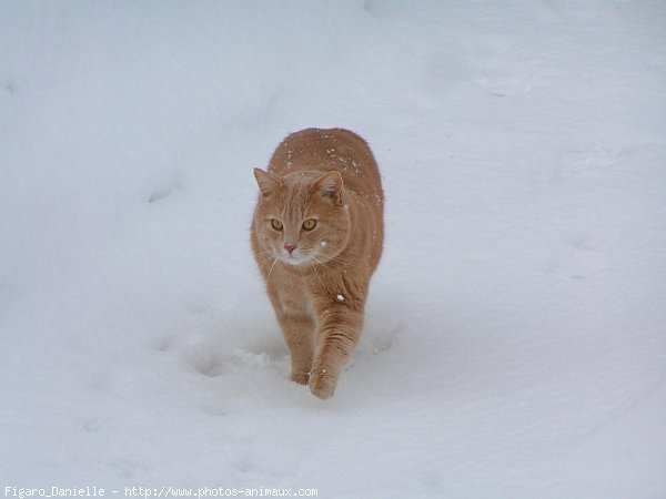 Photo de Chat domestique