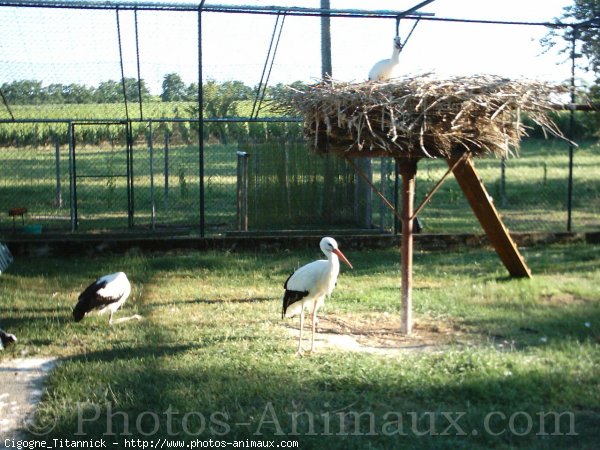 Photo de Cigogne