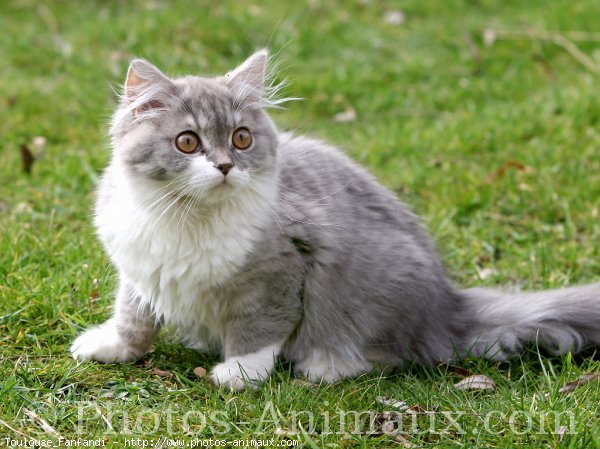 Photo de British longhair