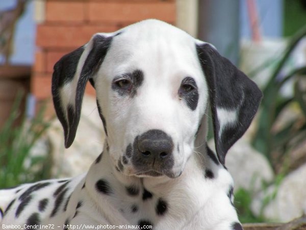 Photo de Dalmatien