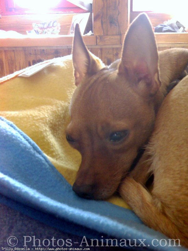 Photo de Pinscher nain