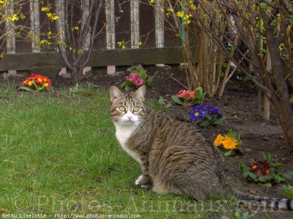 Photo de Chat domestique