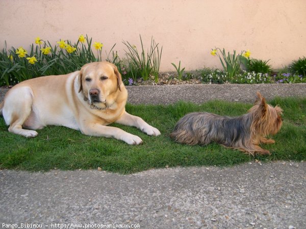 Photo de Labrador retriever