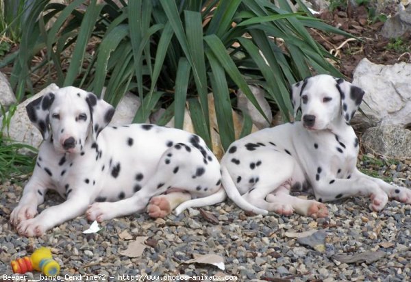 Photo de Dalmatien