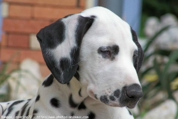 Photo de Dalmatien