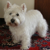 Photo de West highland white terrier