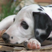 Photo de Dalmatien