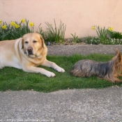 Photo de Labrador retriever