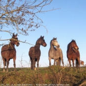 Photo de Races diffrentes