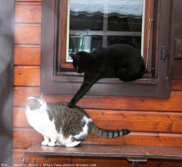 Photo de Chat domestique