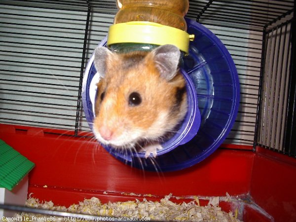 Photo de Hamster