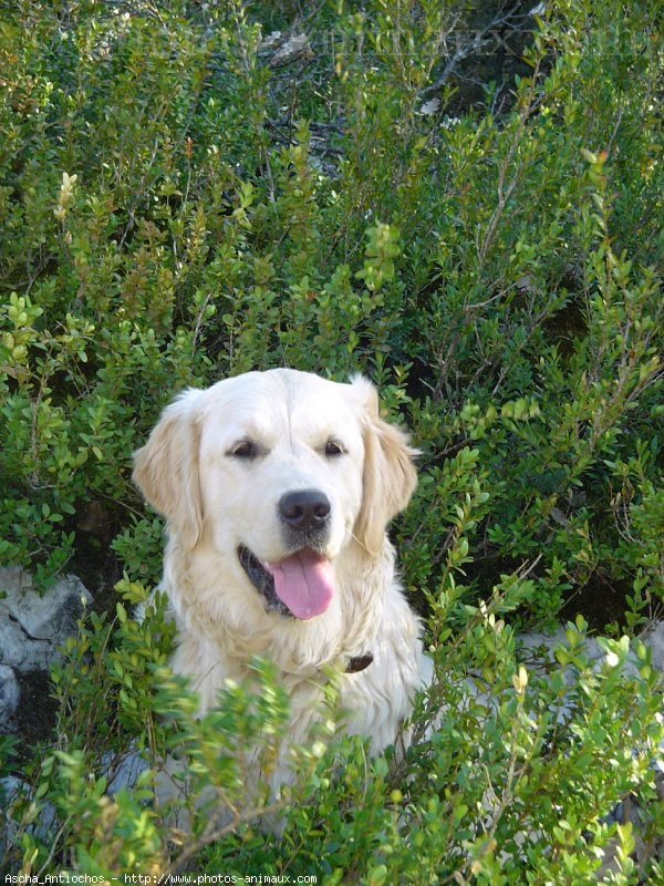 Photo de Golden retriever