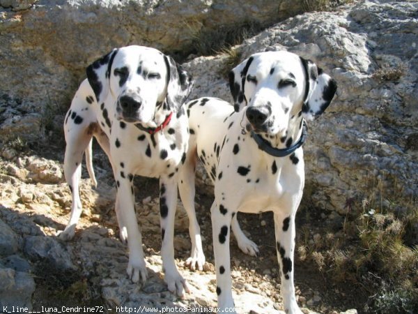 Photo de Dalmatien