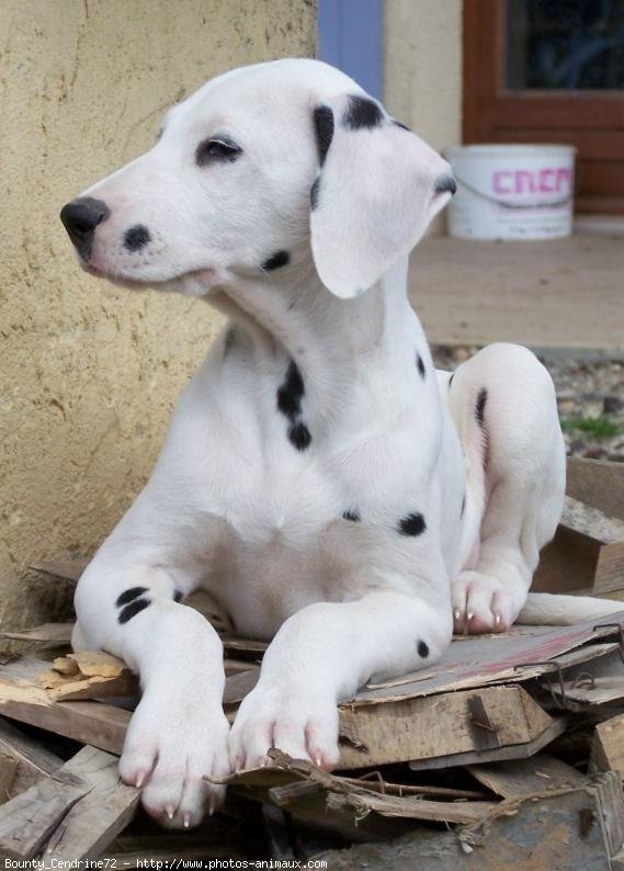 Photo de Dalmatien