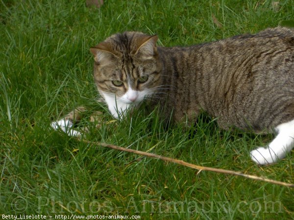 Photo de Chat domestique