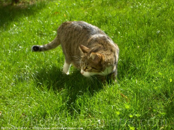 Photo de Chat domestique