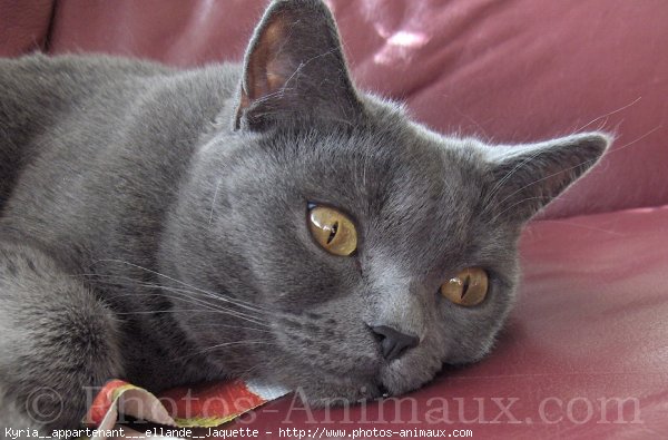 Photo de Chartreux