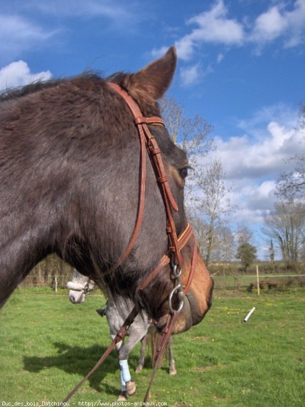 Photo de Trotteur franais