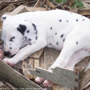 Photo de Dalmatien