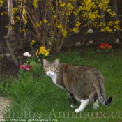 Photo de Chat domestique