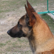 Photo de Berger belge malinois