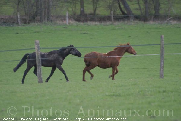 Photo de Races diffrentes