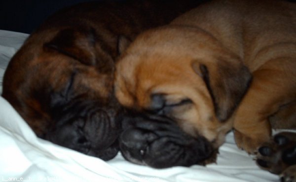 Photo de Bullmastiff