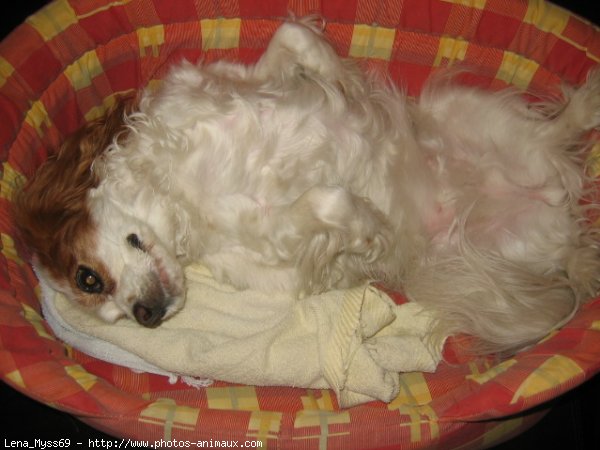 Photo de Cavalier king charles spaniel