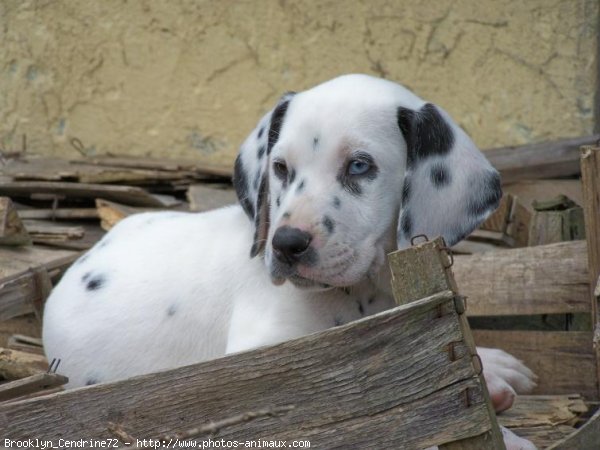 Photo de Dalmatien