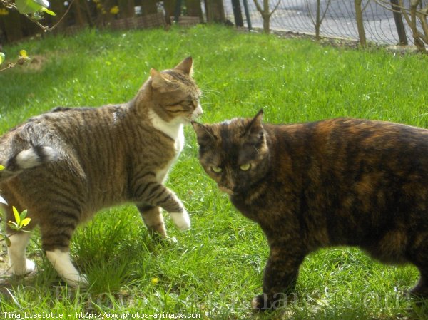 Photo de Chat domestique