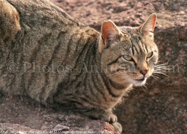 Photo de Chat domestique