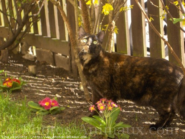 Photo de Chat domestique