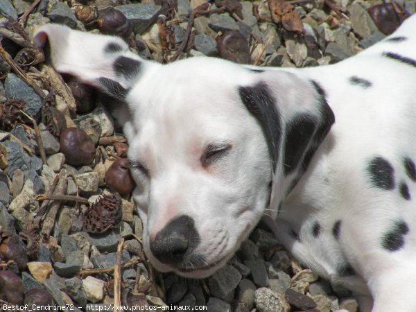 Photo de Dalmatien