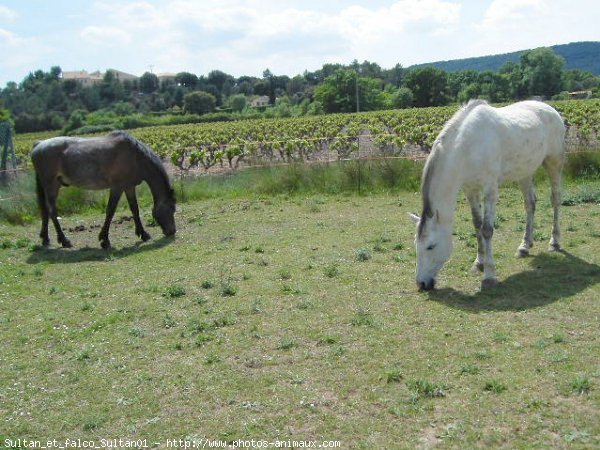 Photo de Races diffrentes