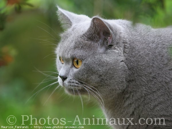 Photo de British shorthair