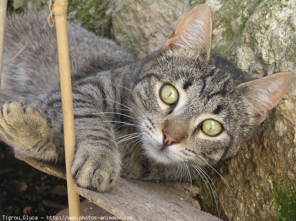 Photo de Chat domestique