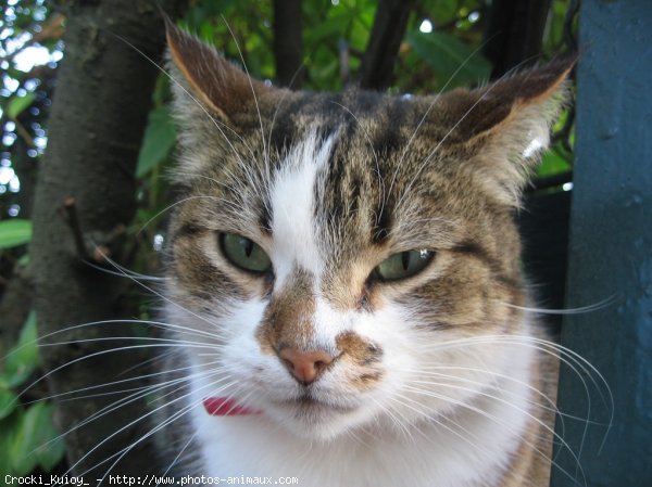 Photo de Chat domestique