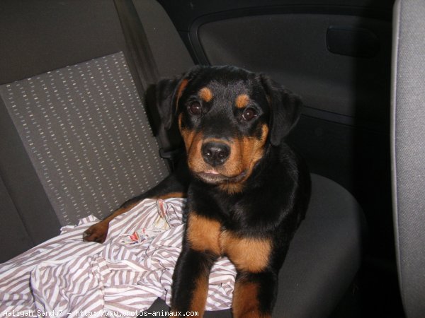 Photo de Rottweiler