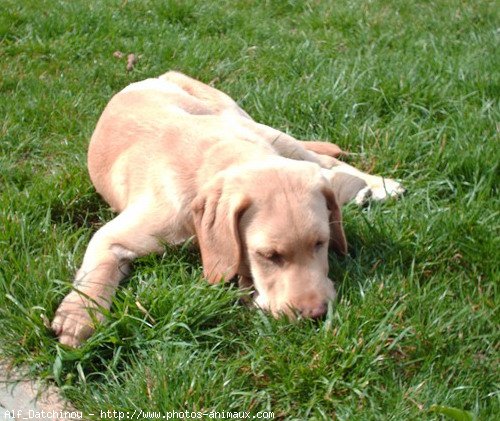 Photo de Labrador retriever