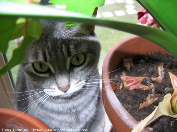 Photo de Chat domestique