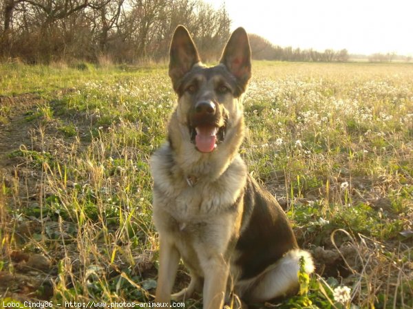 Photo de Berger allemand  poil court