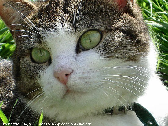 Photo de Chat domestique