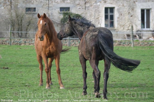 Photo de Races diffrentes