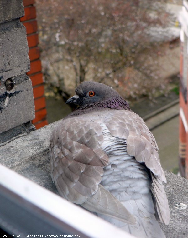 Photo de Pigeon